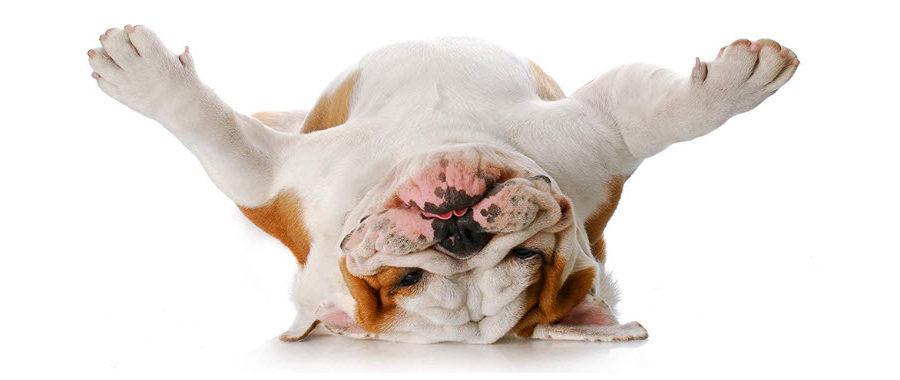 น้ำยาดับกลิ่นสำหรับสัตว์เลี้ยง